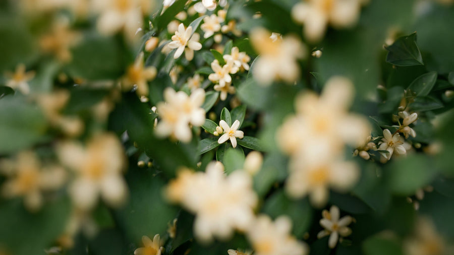 Neroli nedir?